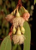 Eucalyptus sideroxylon