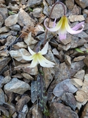 Lemon Colored Fawn Lily