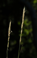 Stillman's Needle Grass