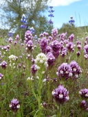 Purple And White Owl's Clover