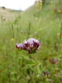 Trifolium varigatum