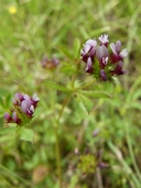 Trifolium varigatum
