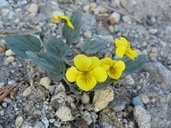 Viola purpurea ssp. integrifolia