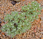 Cryptantha circumscissa var. circumscissa