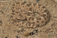 Crotalus cerastes