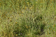 Caulanthus californicus