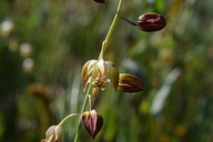 Caulanthus californicus