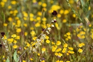 Caulanthus californicus