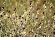Caulanthus californicus