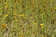 Caulanthus californicus