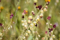 Caulanthus californicus