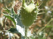 Hedgehog Prickly Poppy