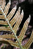 Polypodium glycyrrhiza