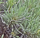 Stenotus stenophyllus
