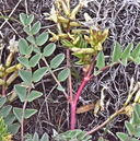 Astragalus lentiginosus var. chartaceus