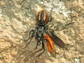 Red-bellied Jumping Spider