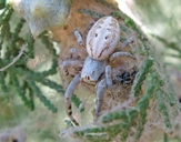 Pacific Velvet Spider
