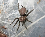 Radde Funnel-web Spider