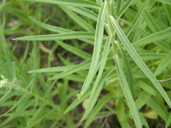Vernonia marginata