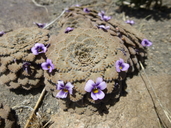 Viola volcanica