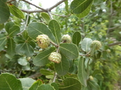Quercus calliprinos