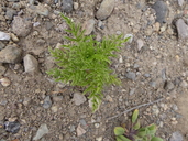 Schizanthus hookeri