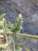 Schizanthus lacteus