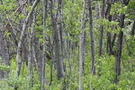 Populus tremuloides