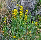 Thermopsis montana