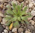 Viola glacialis