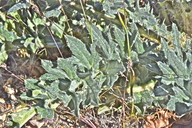 Cirsium canovirens