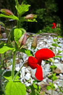 Erythranthe cardinalis