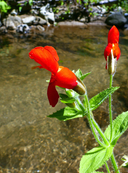 Erythranthe cardinalis