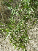 Aniscanthus thurberi