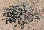 Chamaesyce melanadenia