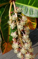 Codiaeum variegatum var. pictum