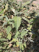 Ambrosia-leaf Bursage