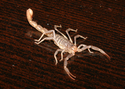 Tan Scorpion