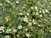Ranunculus lobbii