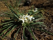 Leucocrinum montanum