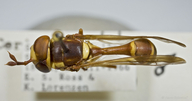 Monoceromyia pulchra