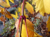 Vine-leaved Maple