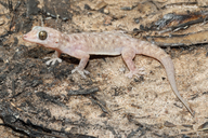 Litchfield Spotted Gecko