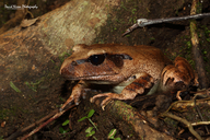 Northern Barred Frog