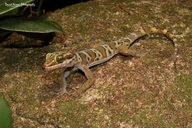 Hoskin's Ring-tailed Gecko
