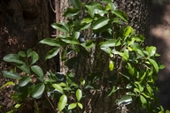 Bush Red-milkwood