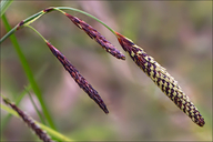 Carex ferruginea ssp. ferruginea