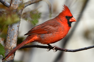 Cardinalis cardinalis