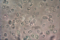 Clitocybe phaeophthalma