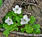 Anemone deltoidea